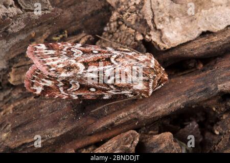 Wahre Liebende Knoten Motte (Lycophotia porphyrea) Dorset, Großbritannien. August. Stockfoto