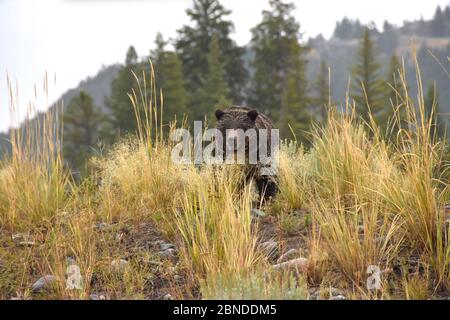 Weiblicher Grizzly Bär auf einem Hügel an einem sehr nassen Tag im Yellowstone Nationalpark. Ihr Junge versteckt sich nur aus den Augen Stockfoto