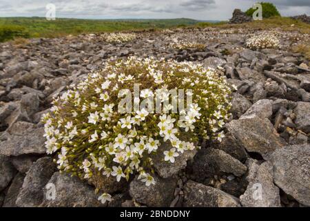 Leadwort (Minuartia verna) wächst auf einem Schutthaufen neben der Bleimine. Peak District National Park, Derbyshire, Großbritannien. Juni. Stockfoto