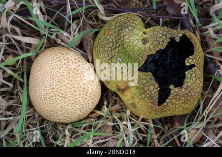 Gewöhnlicher Erdballpilz (Scleroderma citrinum), der alte und neue Fruchtkörper zeigt. Sherwood Forest National Nature Reserve, Nottinghamshire, Großbritannien. Okto Stockfoto