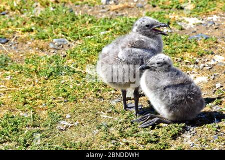 Zwei Kelp Möwenküken auf der Tundra auf der Insel Magdalena, Punta Arenas, Chile. Diese Insel ist bekannt für Pinguine, aber die Möwen nisten auch. Stockfoto