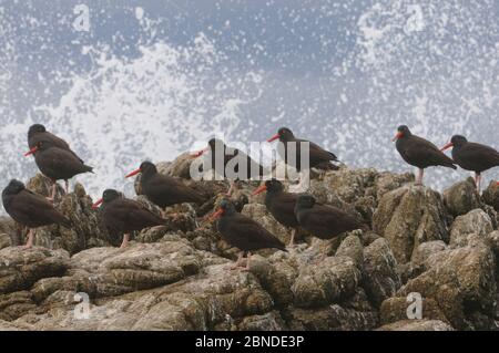 Schwarze Austernfischer (Haematopus bachmani) scharen sich auf Küstenfelsen, als eine Welle zusammenbricht. Monterey County, Kalifornien, USA. Oktober. Stockfoto