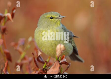 Orangekrönter Waldsänger (Vermivora celata celata) Seward Peninsula, Alaska, USA. Juni. Stockfoto