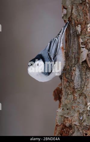 Weißreiher Fittichtenstrauch (Sitta carolinensis) Männchen, der Baumstamm herunterklettert, Tompkins County, New York, USA. Januar. Stockfoto