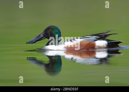 Nördlicher Schaufelbagger (Anas clypeata), männlich, King County, Washington. April. Stockfoto