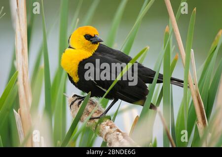 Gelbkopfamsel (Xanthocephalus xanthocephalus) im Brutgefieder. Alberta, Kanada. Mai. Stockfoto