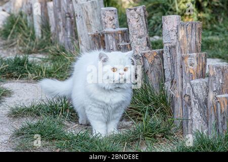 Persisch ist eine Katze aus dem persischen oder iranischen Katzen wurden in Ländern in Europa und Amerika für fast hundert Jahre gefüttert. Stockfoto