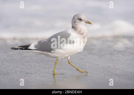 Erwachsene Möwe (Larus canus) im nicht-Zuchtgefieder. Monterey County, Kalifornien. November. Stockfoto