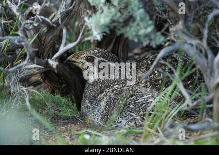 Weibchen Großsalbeihuhn (Centrocercus urophasianus) brüten Nest unter einem Salbeibusch Baldachin. Sublette County, Wyoming, USA. Mai. Stockfoto