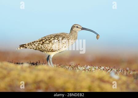 Borstenbärencurlew (Numenius tahitiensis) auf der Küstentundra, die sich auf wollige Bärenrautenpuppe ernährt. Der Lockenvogel lokalisiert die Kokons durch Anblick und s Stockfoto