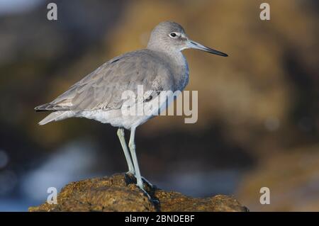 Willet (Catoptrophorus semipalmatus) thront auf Küstenfelsen. Monterey County, Kalifornien, USA. November. Stockfoto