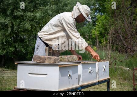 Belgrad, Serbien, 10. Mai 2020: Imker arbeitet an einem Bienenstock Stockfoto