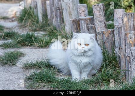 Persisch ist eine Katze aus dem persischen oder iranischen Katzen wurden in Ländern in Europa und Amerika für fast hundert Jahre gefüttert. Stockfoto