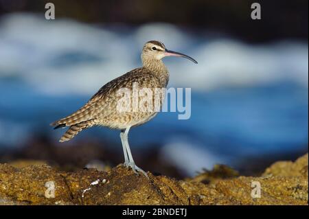 Whimbrel (Numenius phaeopus) auf Küstenfelsen. Monterey County, Kalifornien, USA. Dezember. Stockfoto