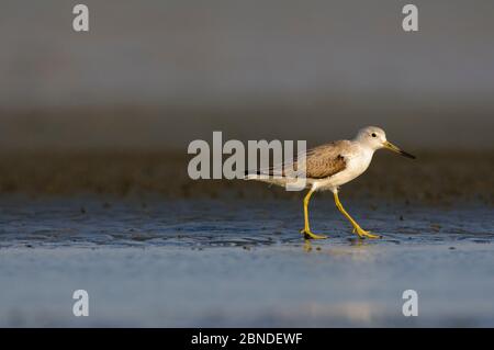 Nordmanns Grünschenkel (Tringa guttifer) auf seinem Überwinterungsgelände. Rakhine State, Myanmar. Januar. Gefährdete Arten. Stockfoto