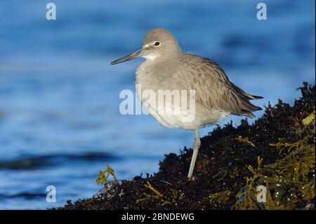 Willet (Catoptrophorus semipalmatus) auf Küstenfelsen. Monterey County, Kalifornien. November. Stockfoto