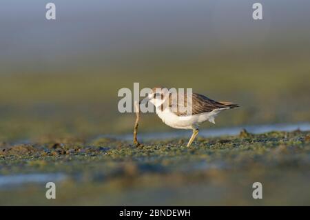 Größere Sandpflüge (Charadrius leschenaultii) im Wintergefieder mit Wurmbefall. Rakhine State, Myanmar. Januar. Stockfoto