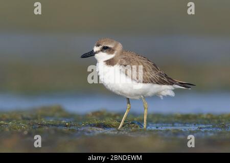 Größere Sandpflüge (Charadrius leschenaultii) im Winter Gefieder Futter auf Küsten Wattflächen. Rakhine State, Myanmar. Januar. Stockfoto