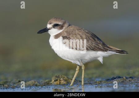 Größere Sandpflüge (Charadrius leschenaultii) im Winter Gefieder Futter auf Küsten Wattflächen. Rakhine State, Myanmar. Januar. Stockfoto