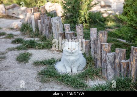 Persisch ist eine Katze aus dem persischen oder iranischen Katzen wurden in Ländern in Europa und Amerika für fast hundert Jahre gefüttert. Stockfoto