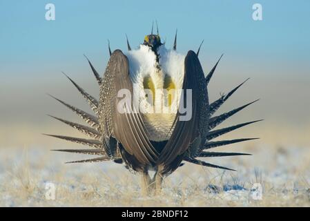 Großsalbei-Birkhuhn (Centrocercus urophasianus) Männchen auf einem Lek im Schnee, Sublette County, Wyoming, USA. April. Stockfoto