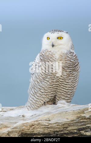 Schneehaule (Bubo scandiacus) thront auf Küstendriftwood. Ocean County März. Stockfoto