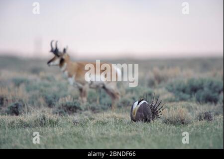 Pronghorn (Antilocapra americana) auf einem großen Salbeihuhnlauch (Centrocercus urophasianus) auf der Pinedale Mesa Anticline. Sublette County, Wyoming, USA Stockfoto