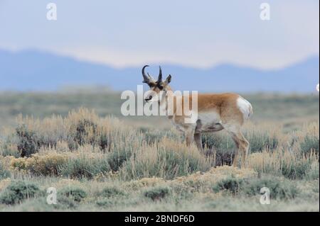 Pronghorn (Antilocapra americana) auf der Pinedale Mesa Anticline. Sublette County, Wyoming, USA. Juni. Stockfoto