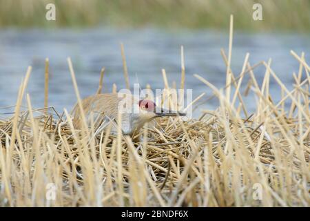 Sandhill-Kranich (Grus canadensis) brütet ein Nest in einem saisonalen Feuchtgebiet. Sublette County, Wyoming, USA. Mai... Stockfoto