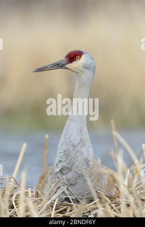 Sandhill-Kranich (Grus canadensis) brütet ein Nest in einem saisonalen Feuchtgebiet. Sublette County, Wyoming, USA. Mai... Stockfoto