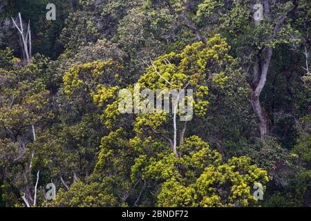 Einheimischer hawaiianischer Wald mit Ohia Bäumen (Metrosideros polymorpha) Vulkan Nationalpark, Hawaii. April. Stockfoto