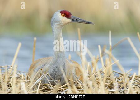 Sandhill-Kranich (Grus canadensis) brütet ein Nest in einem saisonalen Feuchtgebiet. Sublette County, Wyoming, USA. Mai... Stockfoto