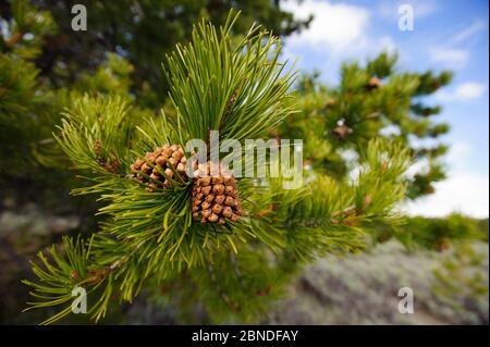 Lodgepole Pine Cones (Pinus contorta), Teton County, Wyoming, USA. Mai. Stockfoto