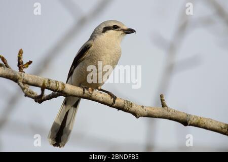 Nordwürger (Lanius Excubitor) Hündin, Yukon Delta National Wildlife Refuge, Alaska, USA. Mai. Stockfoto