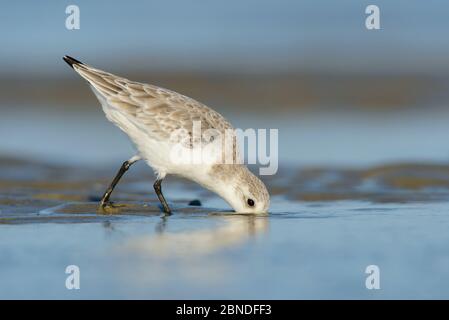 Sanderling (Calidris alba) im Winter Gefieder Futter auf der Altamaha-Mündung. Glynn County, Georgia, USA. Oktober. Stockfoto
