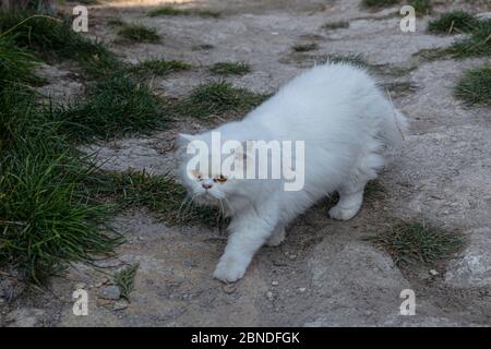 Persisch ist eine Katze aus dem persischen oder iranischen Katzen wurden in Ländern in Europa und Amerika für fast hundert Jahre gefüttert. Stockfoto