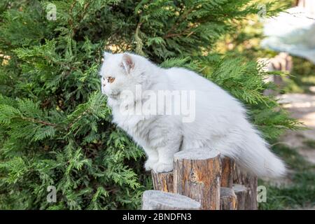 Persisch ist eine Katze aus dem persischen oder iranischen Katzen wurden in Ländern in Europa und Amerika für fast hundert Jahre gefüttert. Stockfoto