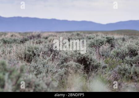 Großsalbei-Birkhuhn (Centrocercus urophasianus) Weibchen versteckt in Salbei Landschaft. Sublette County Juni. Stockfoto
