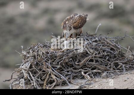 Der Wildfalke (Buteo regalis) füttert sein junges Küken am Nest. Sublette County, Wyoming, USA. Juni. Stockfoto