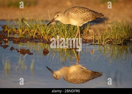 Willet (Tringa semipalmata) juvenil, in überfluteten Weiden. Sublette County, Wyoming, USA. Juni. Stockfoto