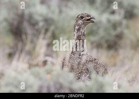 Großsalbei-Birkhuhn (Centrocercus urophasianus) Henne ruft ihre Brut. Sublette County, Wyoming, USA. Juni. Stockfoto