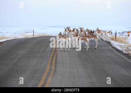 Pronghorns (Antilocapra americana) Kreuzung der Straße während der Migration, Sublette County, Wyoming, USA. März. Stockfoto