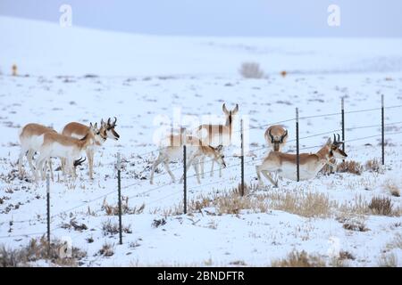 Pronghorns (Antilocapra americana), die während der Migration unter dem Zaun im Schnee kriechen, Sublette County, Wyoming, USA. März. Stockfoto