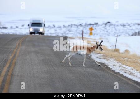 Pronghorn (Antilocapra americana) Kreuzung der Straße während der Migration, Sublette County, Wyoming, USA. März. Stockfoto