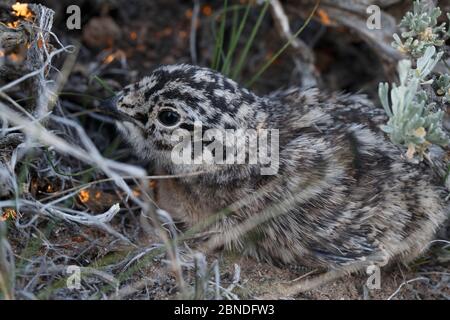 Großsalbeishuhn (Centrocercus urophasianus) Küken versteckt unter Salbeistrauch. Sublette County, Wyoming, USA. Juni. Stockfoto
