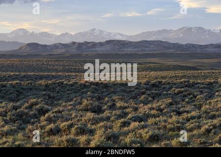 Sagebrush - Steppe und der Wind River Range. Sublette County, Wyoming, USA, Juni. Stockfoto