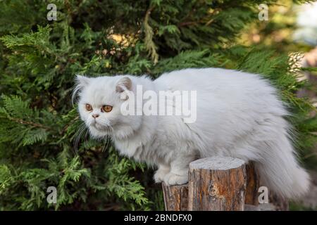 Persisch ist eine Katze aus dem persischen oder iranischen Katzen wurden in Ländern in Europa und Amerika für fast hundert Jahre gefüttert. Stockfoto