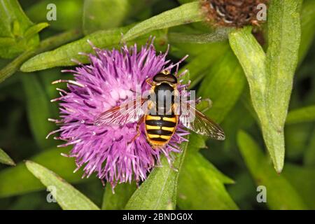 Schwebefliegen (Sericomyia silentis) Fütterung von Knapweed (Centaurea nigra) Flniedriger am Straßenrand, Nord Wales, Großbritannien, August. Stockfoto