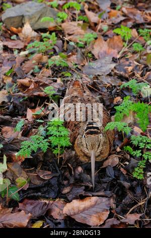 Woodcock (Scolopax rusticola) getarnt und in Laubstreu ruhend, Huntly Wood, Banbridge, County Down, Nordirland, Dezember. Stockfoto