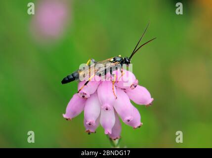 Ichneumon Wespe (Ambyteles armatorius) auf der Suche nach Raupen, Montiaghs Moss NNR, Aghalee, County Antrim, Nordirland, Juli. Stockfoto